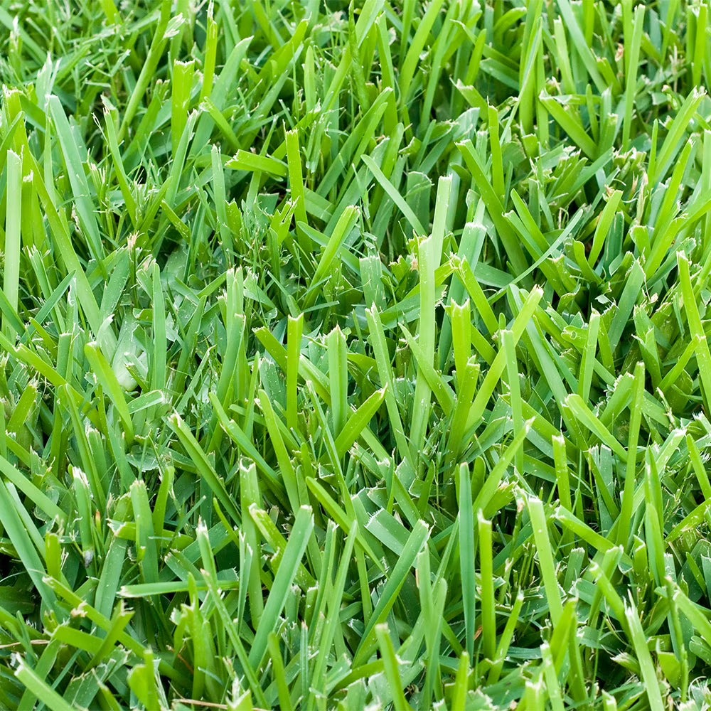 St. Augustine Sod Plugs, 36 Count / 500 Sq Ft